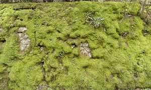 %_tempFileNamemoos_eifel%