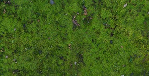 %_tempFileNamemoosflaeche%