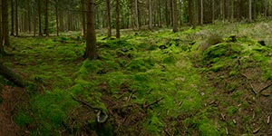 %_tempFileNamemooswaldboden%