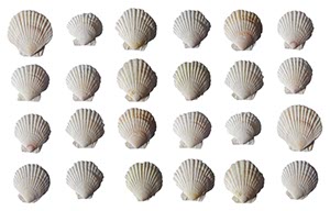 %_tempFileNamemuschel%20viel%