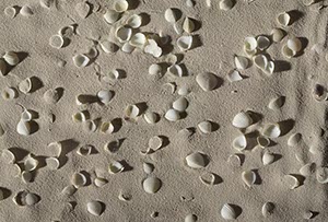 %_tempFileNamemuscheln%