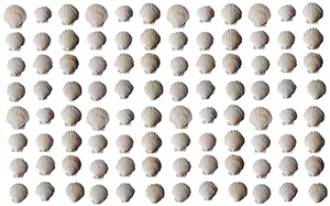 %_tempFileNamemuschelwand%20gross%