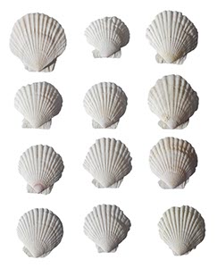 %_tempFileNamemuschelwand%