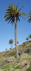 %_tempFileNamepalme%20001%