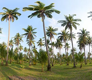 %_tempFileNamepalmen%20800%