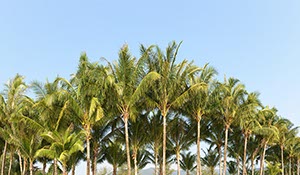 %_tempFileNamepalmen%