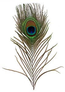 %_tempFileNamepfauenfeder%