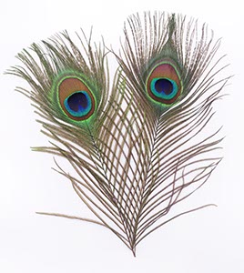 %_tempFileNamepfauenfeder2%