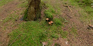 %_tempFileNamepilze_im_wald_1%