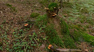 %_tempFileNamepilze_im_wald_2%