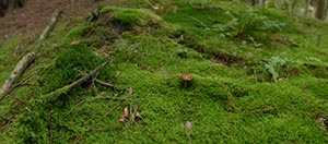 %_tempFileNamepilze_im_wald_3%