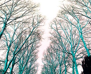 %_tempFileNameplatanen%20aeste%20blau%