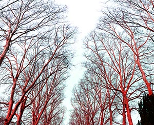 %_tempFileNameplatanen%20aeste%20rot%