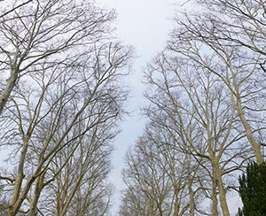 %_tempFileNameplatanen%20aeste%