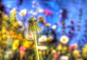 %_tempFileNamepusteblume_%201%