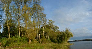 %_tempFileNamerheinufer%20abendstimmung%20gelb%