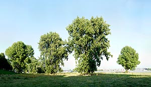 %_tempFileNameriehler%20Aue%202%