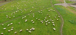 %_tempFileNameschafherde_am_rhein%