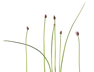 %_tempFileNameschnittlauch%20008%