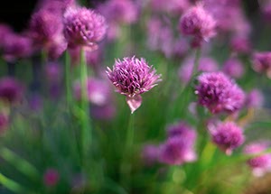 %_tempFileNameschnittlaucheinebluete%