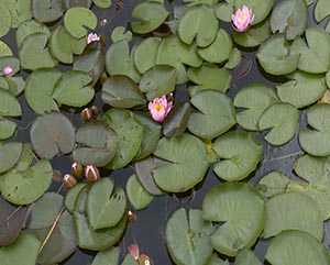 %_tempFileNameseerosen_010%