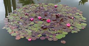 %_tempFileNameseerosen_rosarot%