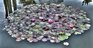 %_tempFileNameseerosen_rosarot_art%