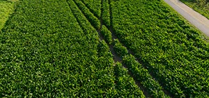 %_tempFileNametrekkerspuren%