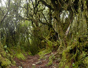 %_tempFileNameurwald_08%