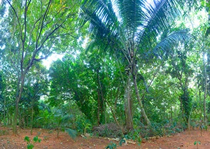 %_tempFileNamevinales_garten%