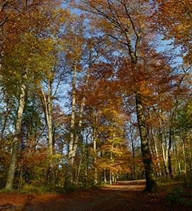 %_tempFileNamewald%20herbst%20quadrat%2001%