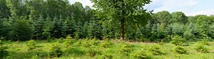 %_tempFileNamewald%20mit%20kirschbaum%