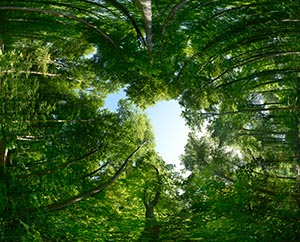 %_tempFileNamewald%20quadrat%20hell%