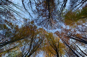 %_tempFileNamewald%20quer%20herbst%2005%