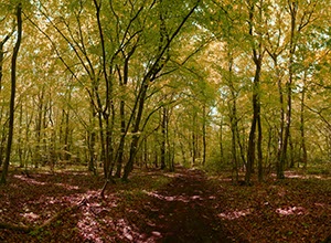 %_tempFileNamewald%20rot%20gelb%