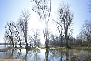 %_tempFileNamewasser_baum_2%