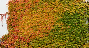 %_tempFileNamewein_herbstlich%