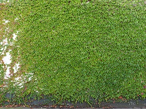 %_tempFileNamewilder%20wein%202%