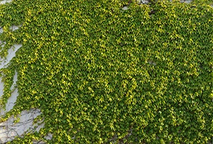 %_tempFileNamewilderwein%