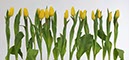 %_tempFileName15%20tulpen%20gelb%