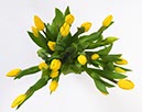 %_tempFileName20%20gelbe%20tulpen%