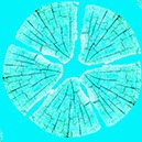 %_tempFileNameBaumscheibe%20abstrakt%