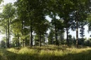 %_tempFileNameBorberg%20Waldwiese%20Sommer%