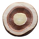 %_tempFileNameChampignons%