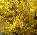 %_tempFileNameForsythien%20Bluete%