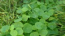 %_tempFileNameTropaeolum_majus%