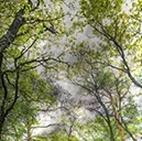 %_tempFileNamebaum%20himmel%20b%