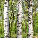 %_tempFileNameeifel%20wald%20birke%