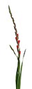 %_tempFileNamegladiole%2001%