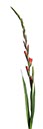 %_tempFileNamegladiole%2003%